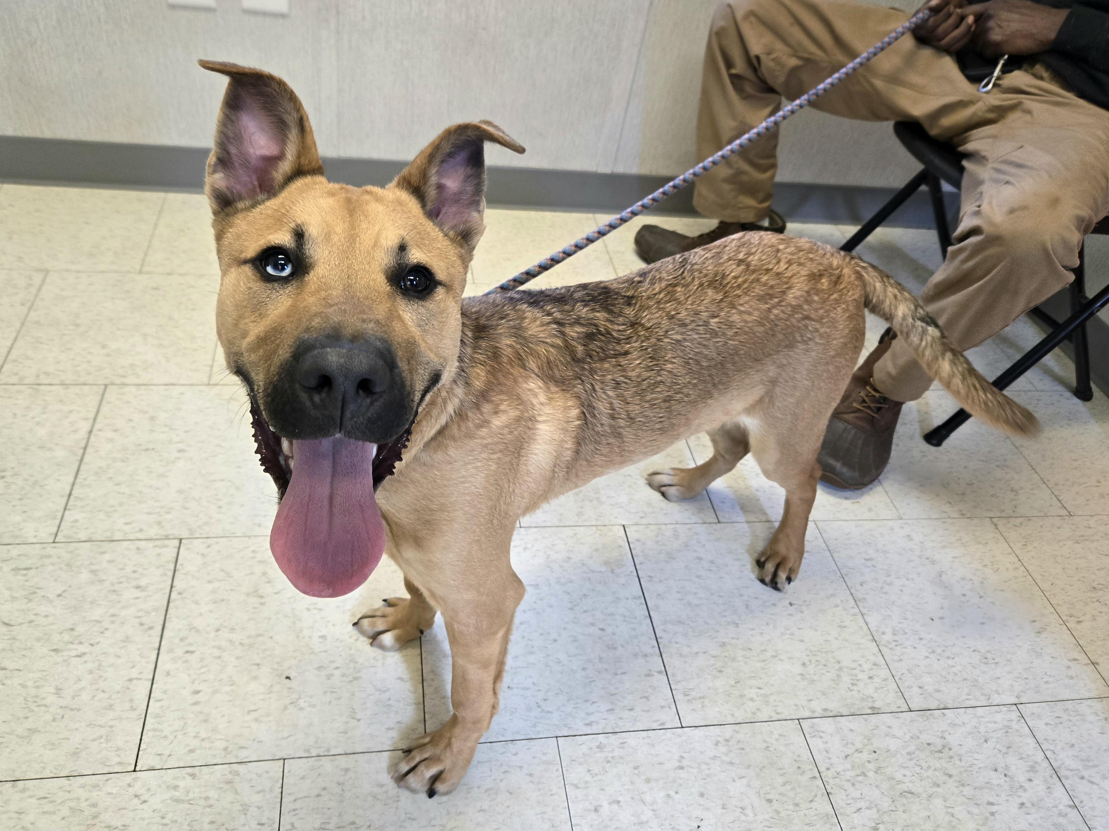 Enlarge Atlas, an adopted mixed breed in Trenton, NJ image 1/2