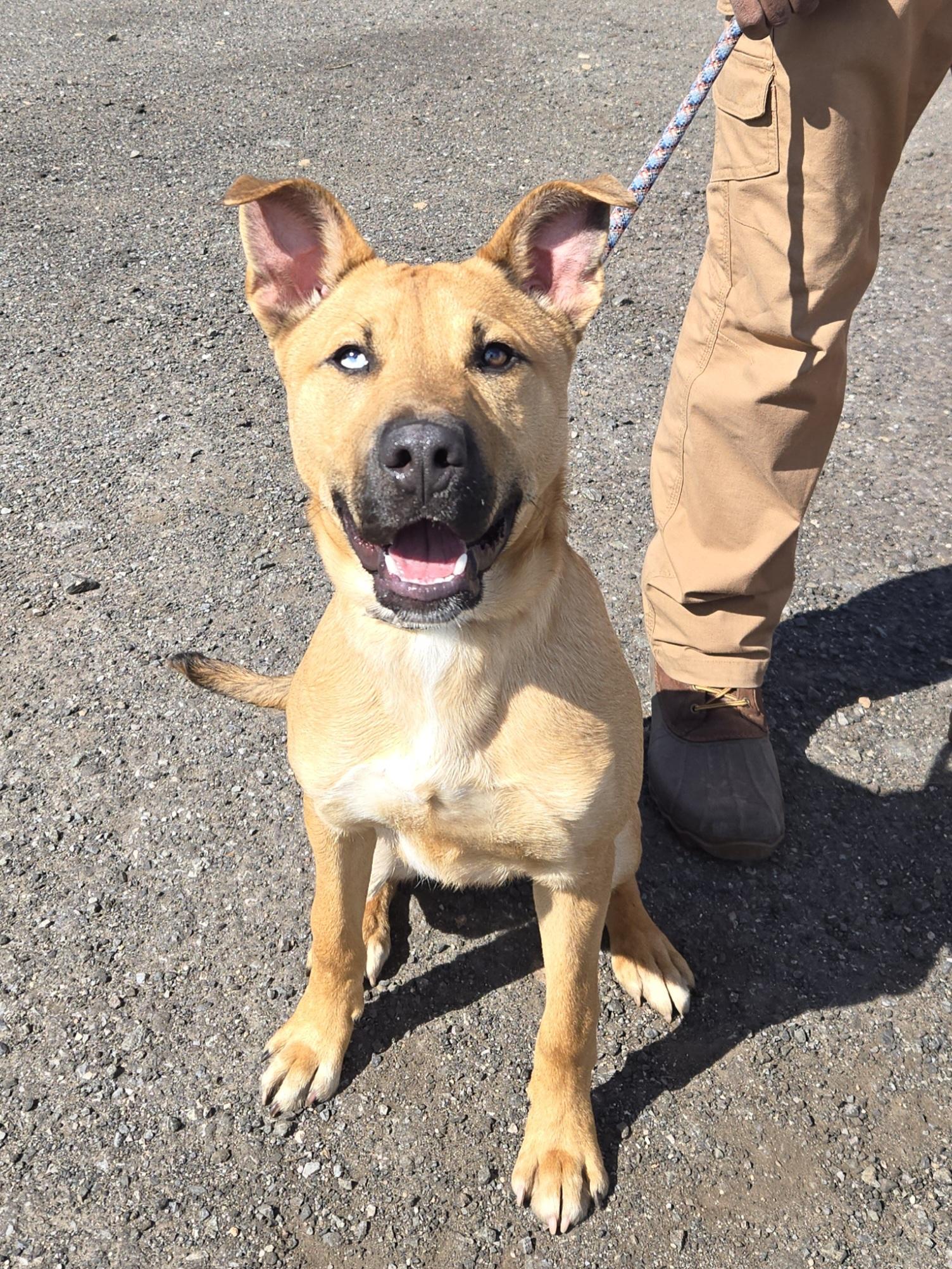 Enlarge Atlas, an adopted mixed breed in Trenton, NJ image 2/2