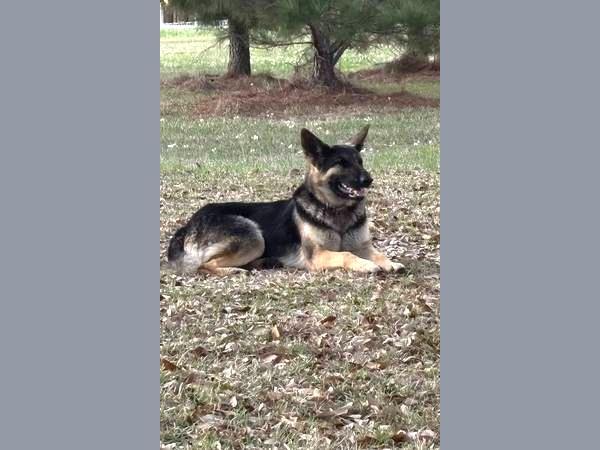 Enlarge Bonnie, a Adoptable German Shepherd Dog in Palm Harbor, FL image 1/3
