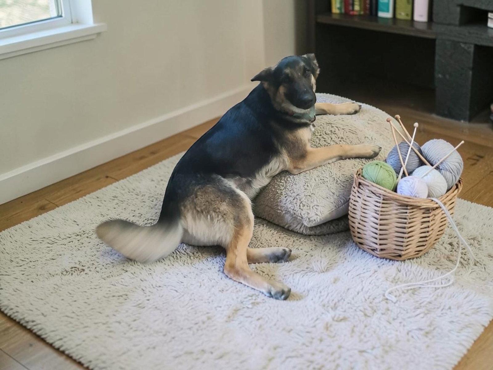 Enlarge Bonnie, a Adoptable German Shepherd Dog in Palm Harbor, FL image 2/3