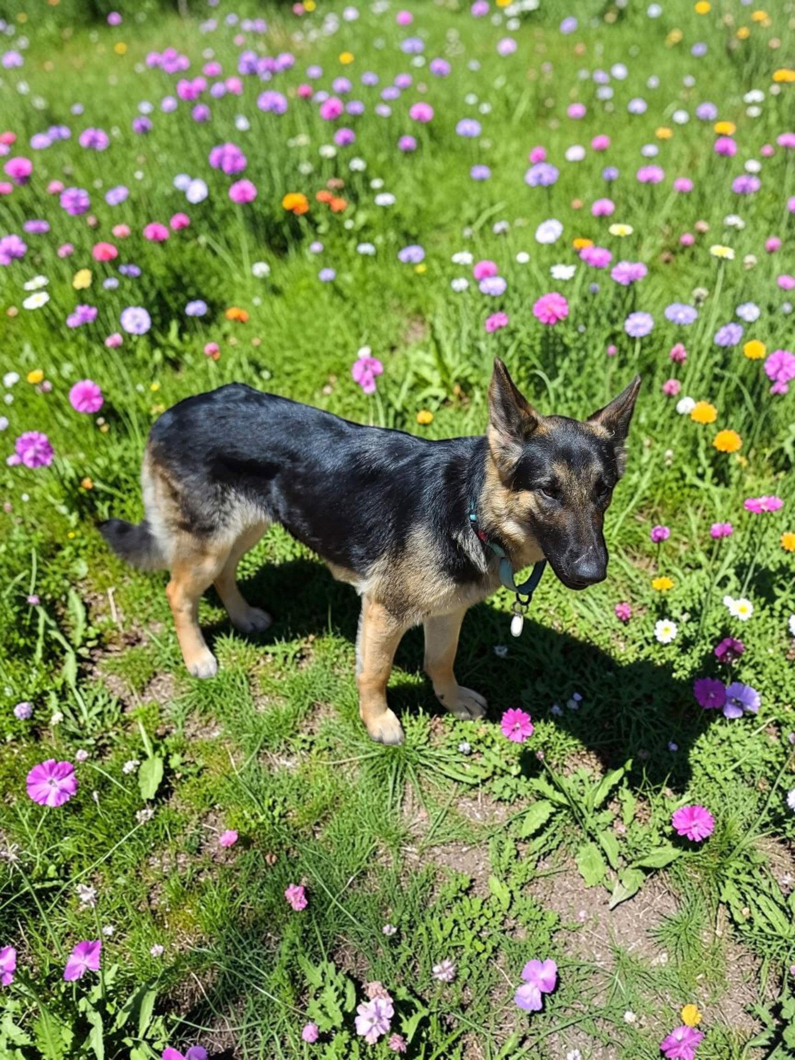 Enlarge Bonnie, a Adoptable German Shepherd Dog in Palm Harbor, FL image 3/3
