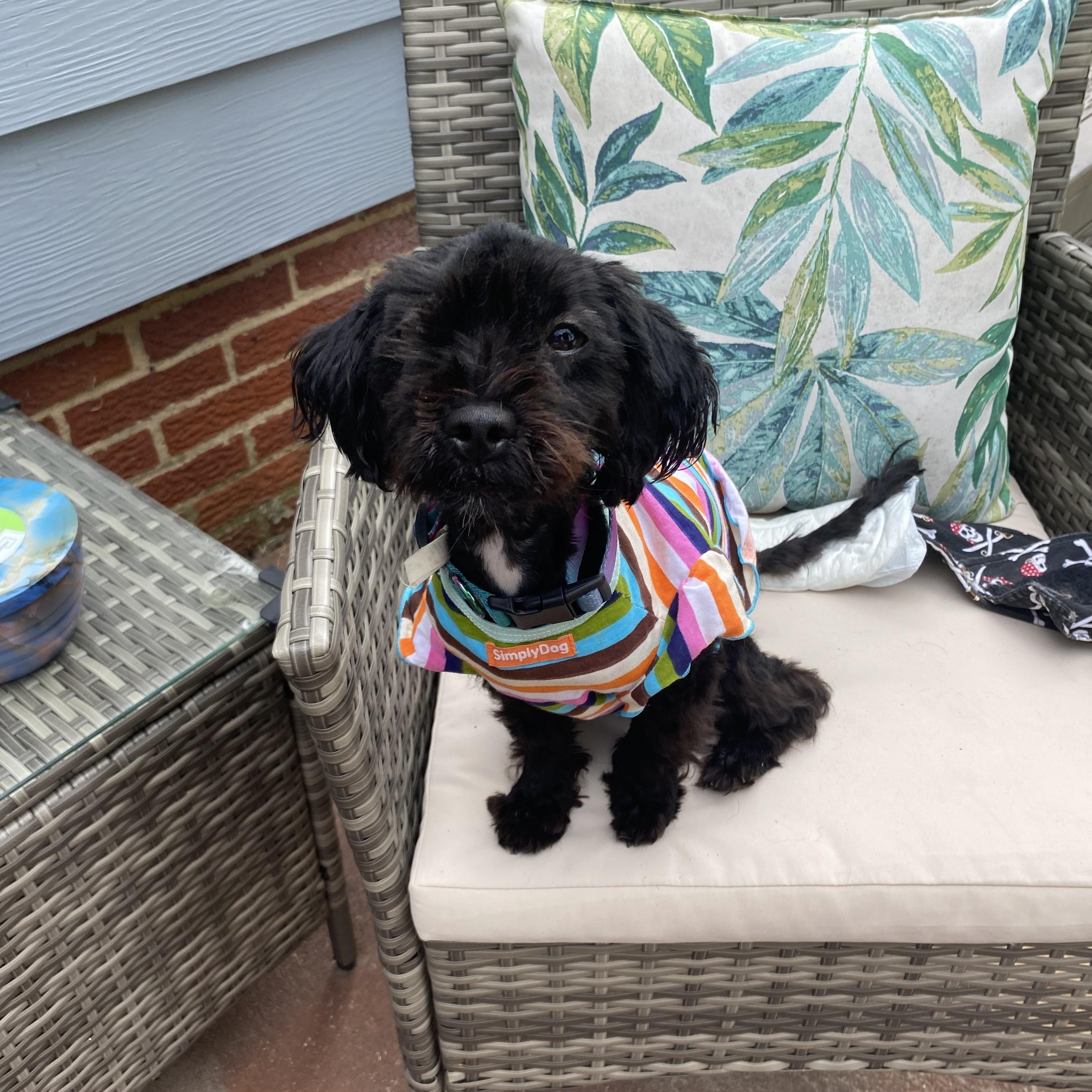 Enlarge Laney, a Adopted mixed breed in North Olmsted, OH image 1/4