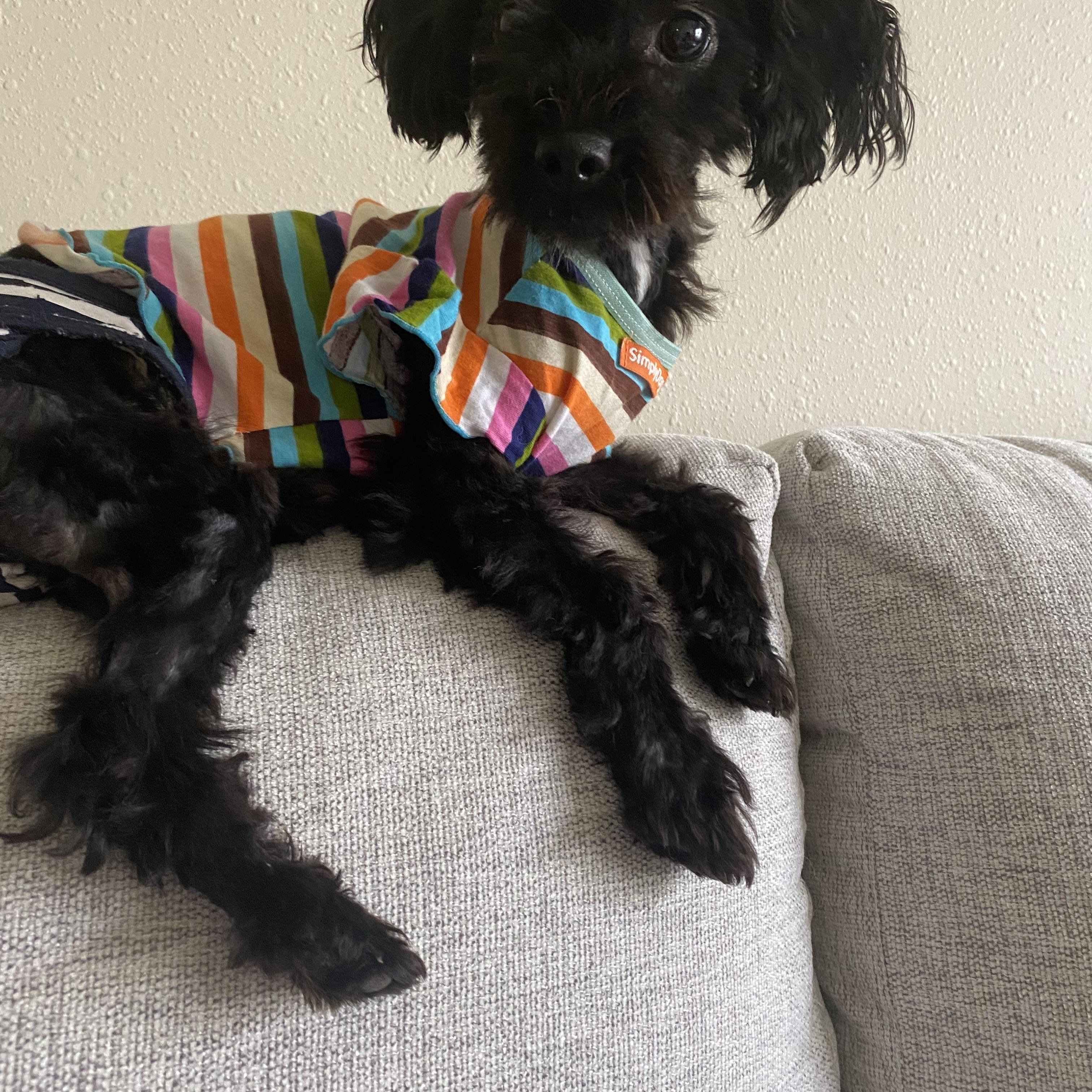 Enlarge Laney, a Adopted mixed breed in North Olmsted, OH image 4/4