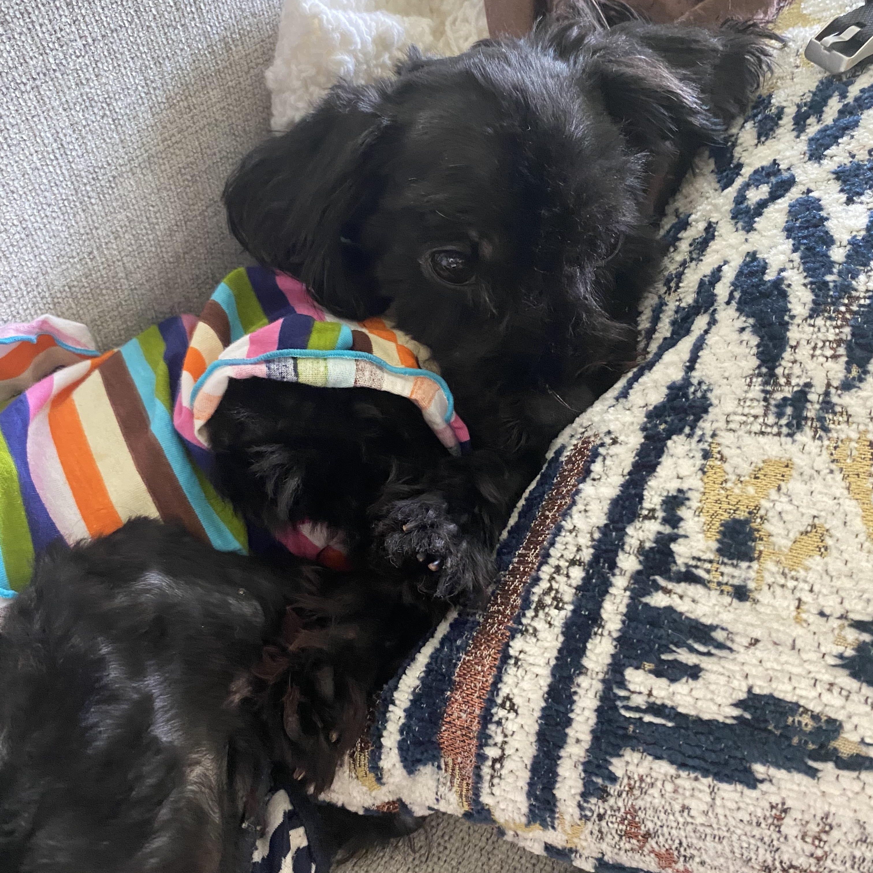 Enlarge Laney, a Adopted mixed breed in North Olmsted, OH image 2/4