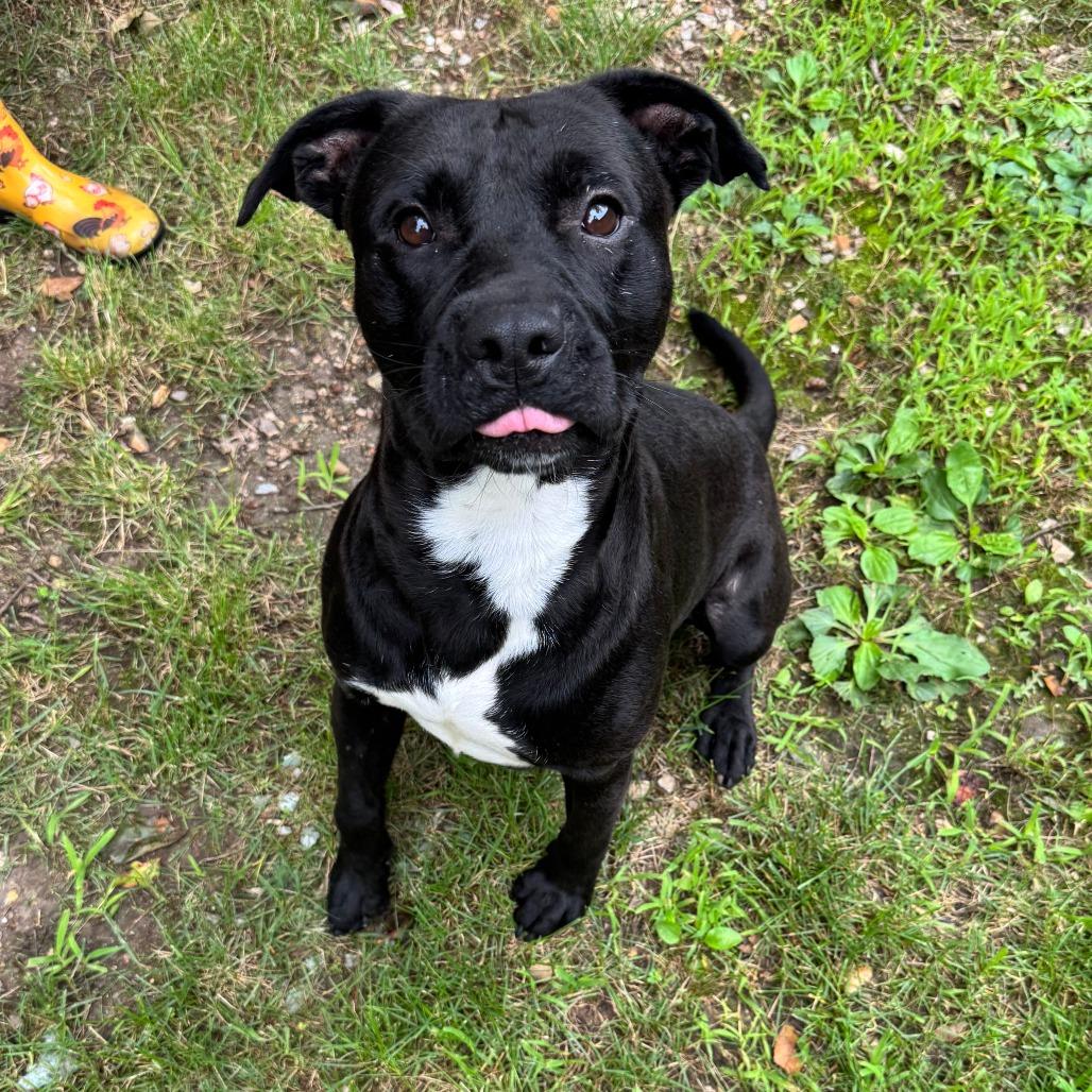Sealy, a Adoptable mixed breed in Eureka Springs, AR image 2/6