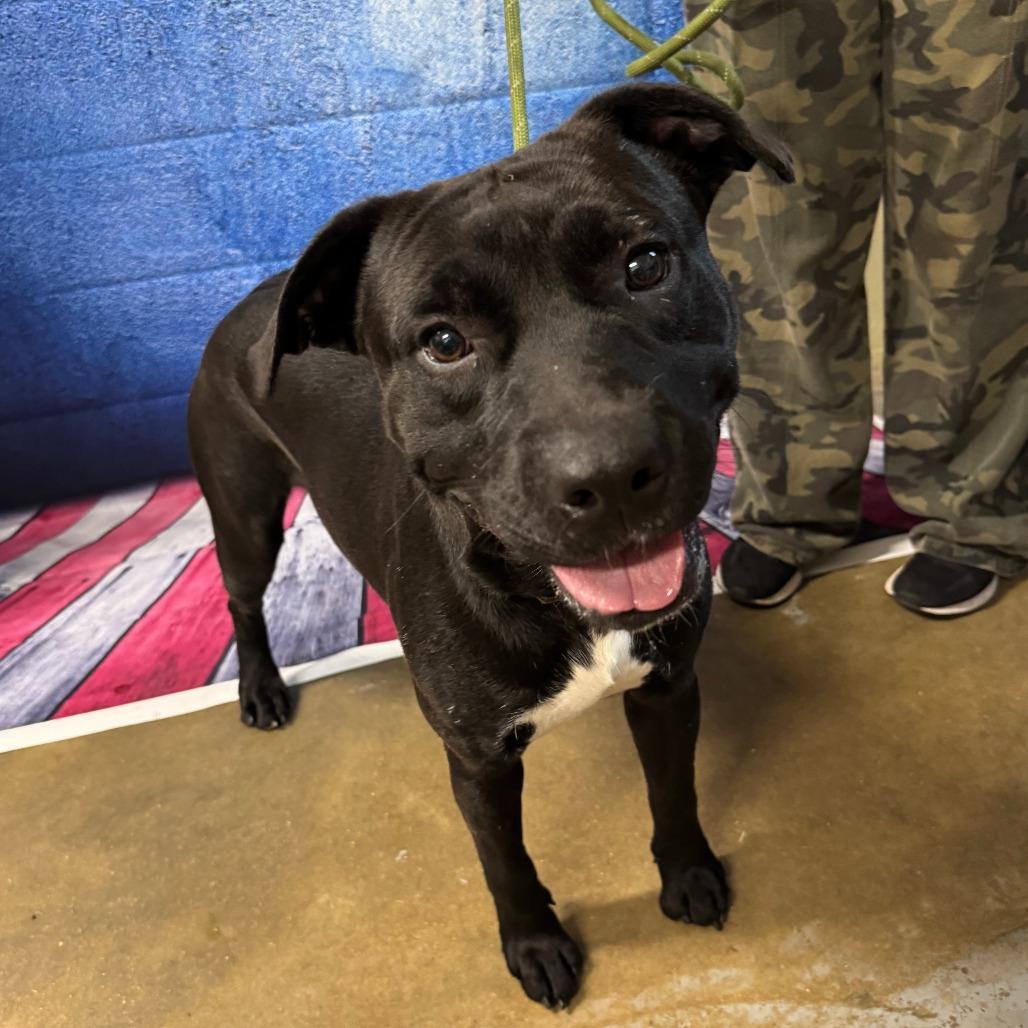 Sealy, a Adoptable mixed breed in Eureka Springs, AR image 3/6