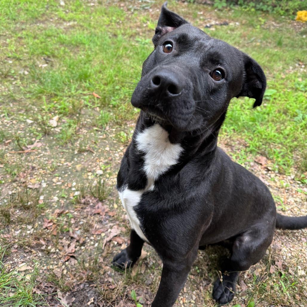 Sealy, a Adoptable mixed breed in Eureka Springs, AR image 4/6