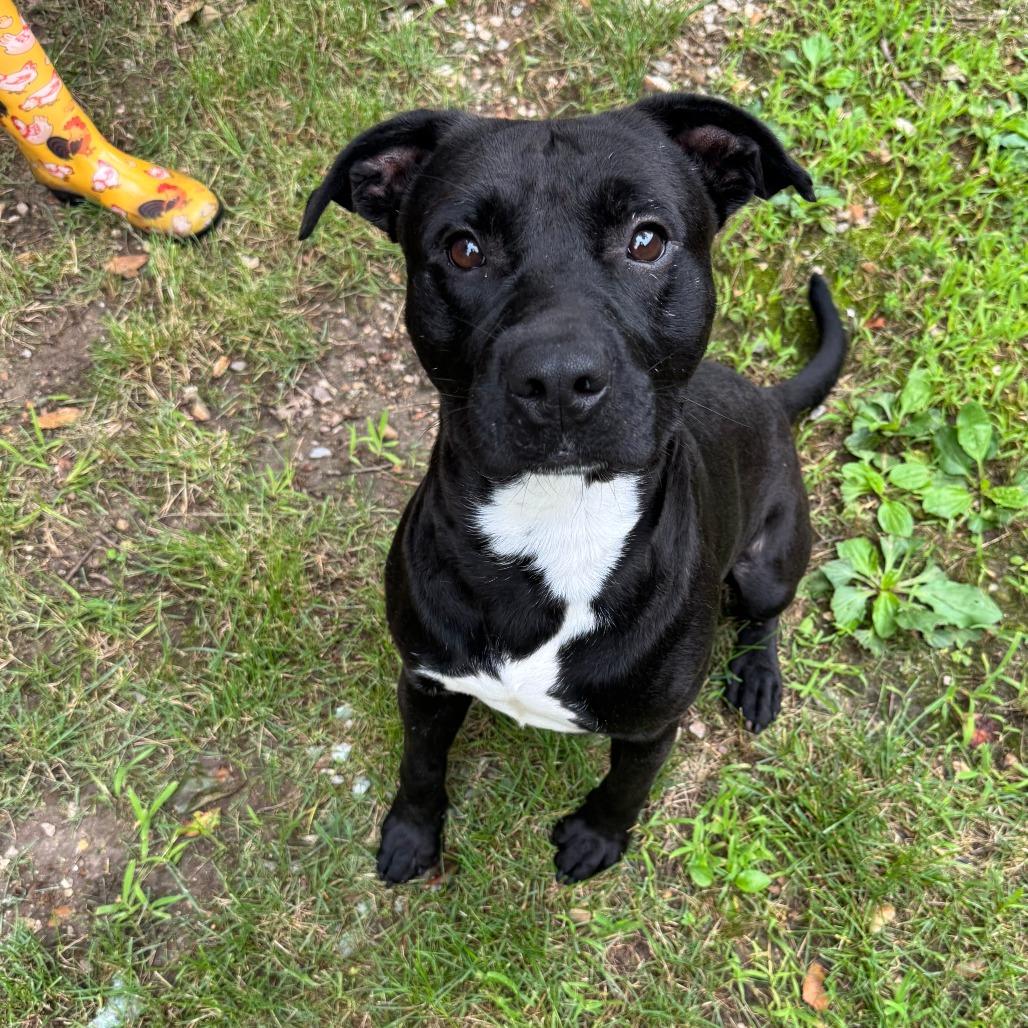 Sealy, a Adoptable mixed breed in Eureka Springs, AR image 5/6