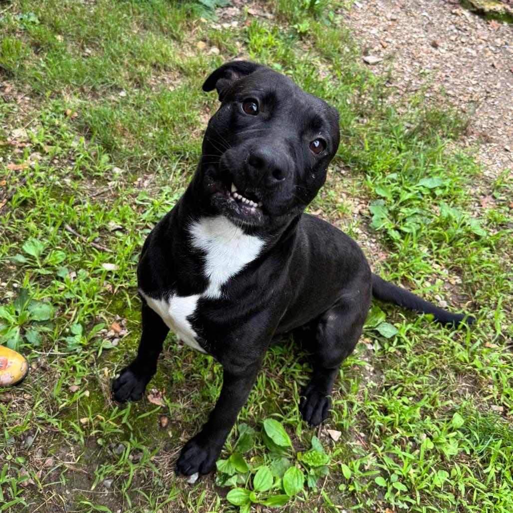 Sealy, a Adoptable mixed breed in Eureka Springs, AR image 6/6