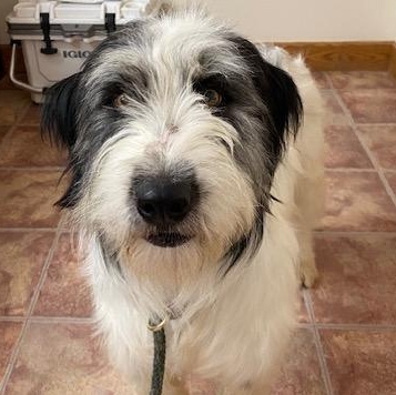 Oscar, ADOPTABLE, Young Male Border Collie.