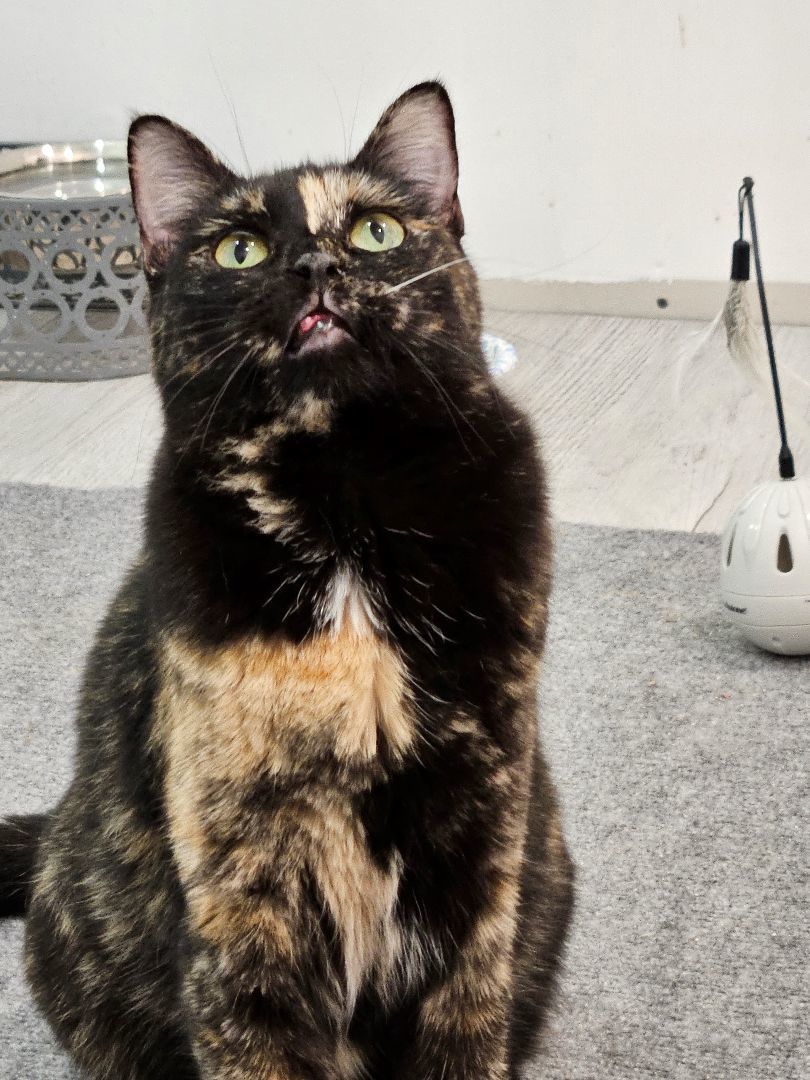 Enlarge Sweets, a Adopted Tortoiseshell in Pittsburgh, PA image 1/3