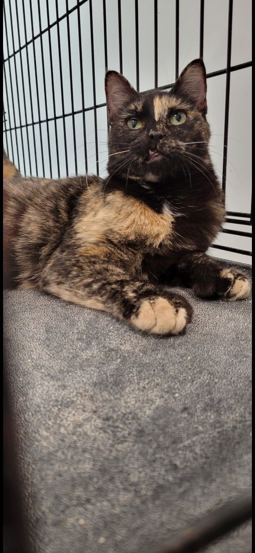 Enlarge Sweets, a Adopted Tortoiseshell in Pittsburgh, PA image 2/3