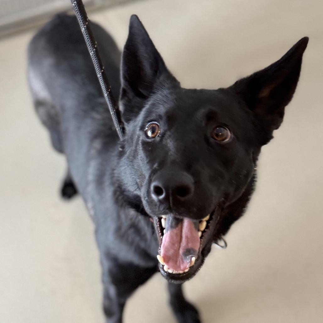 Dawn, Adoptable, Adult Female German Shepherd Dog & Belgian Shepherd / Malinois.