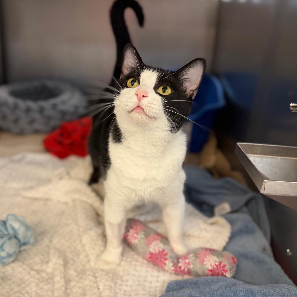 Enlarge Mae, a Adoptable Domestic Short Hair in Portage, MI image 1/4