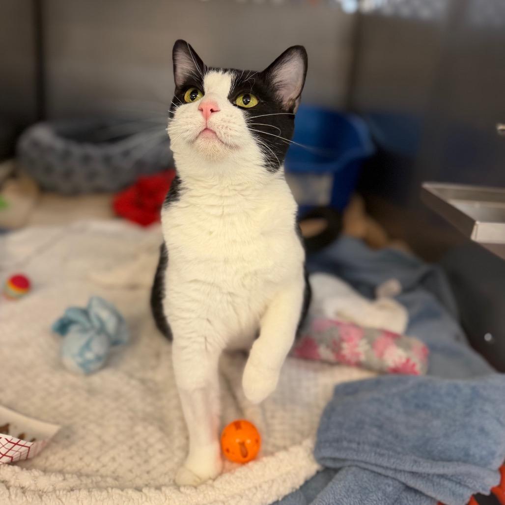 Enlarge Mae, a Adoptable Domestic Short Hair in Portage, MI image 2/4