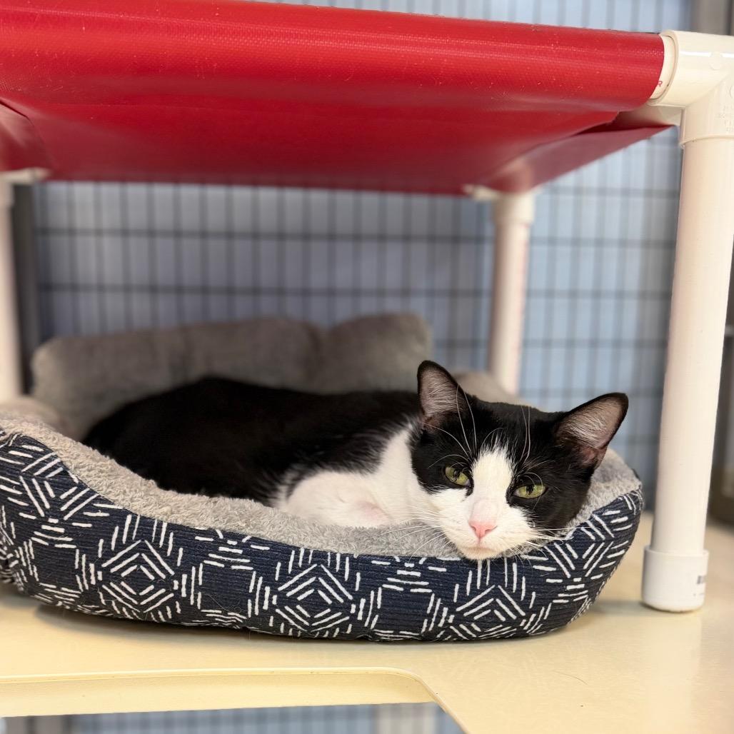 Enlarge Mae, a Adoptable Domestic Short Hair in Portage, MI image 3/4