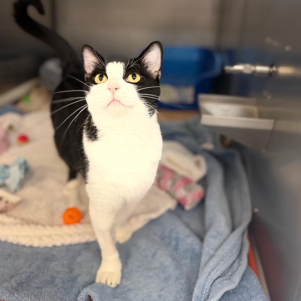 Enlarge Mae, a Adoptable Domestic Short Hair in Portage, MI image 4/4