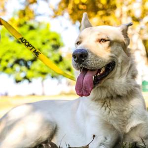 Kimba, Adoptable, Adult Male White German Shepherd.