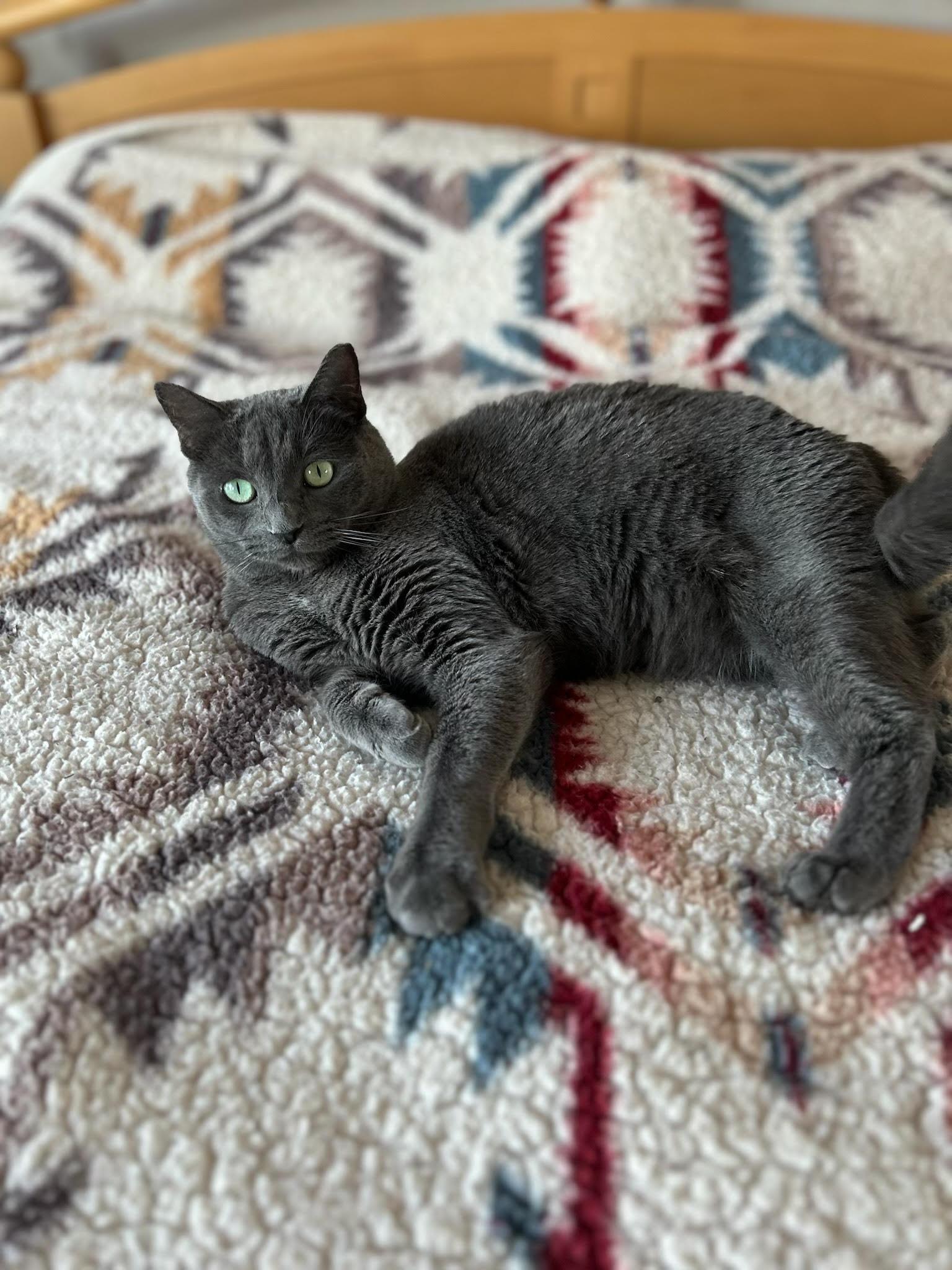 Enlarge Tasha, a Adoptable Domestic Short Hair in Scottsdale, AZ image 1/3