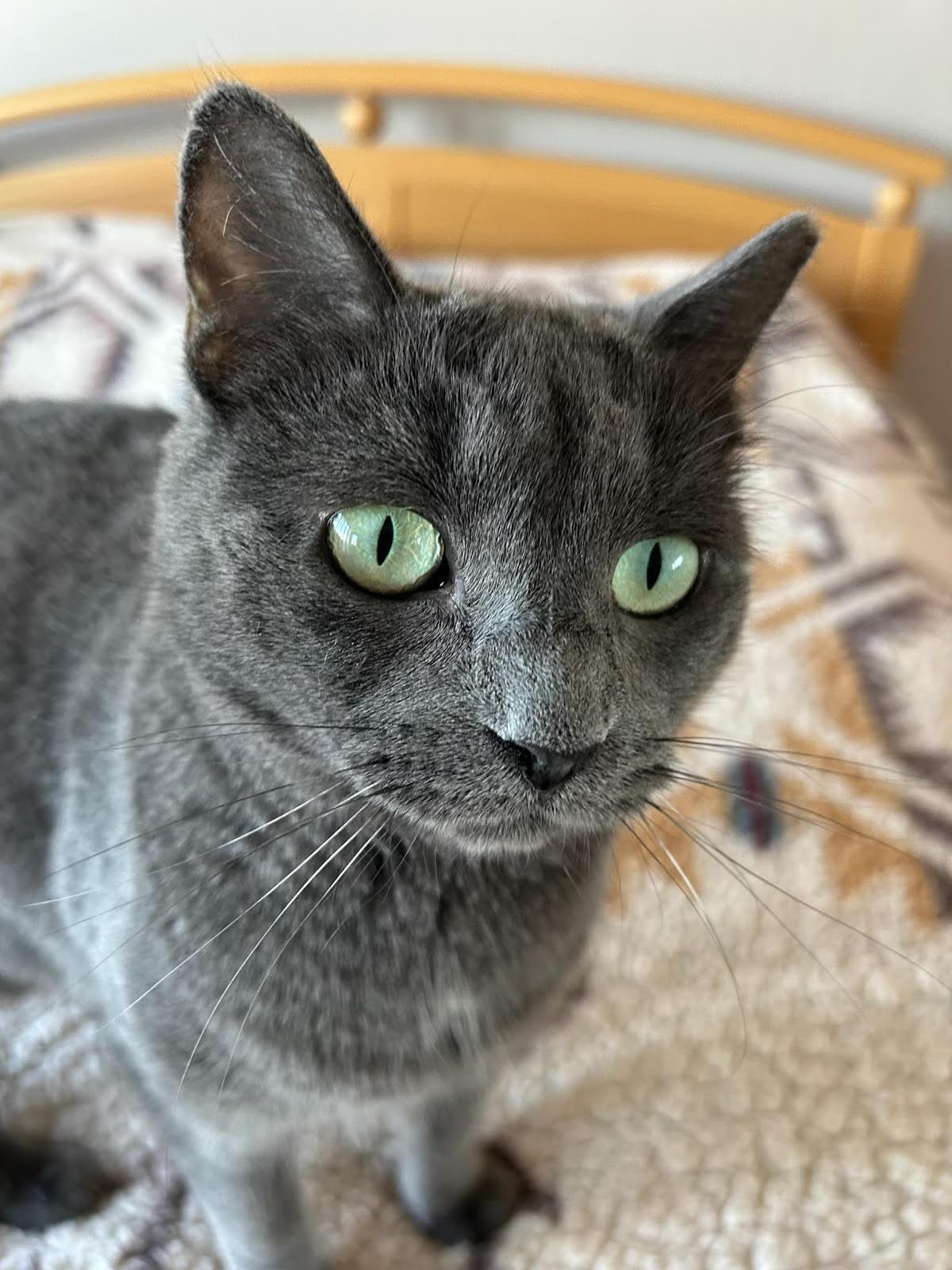 Enlarge Tasha, a Adoptable Domestic Short Hair in Scottsdale, AZ image 2/3