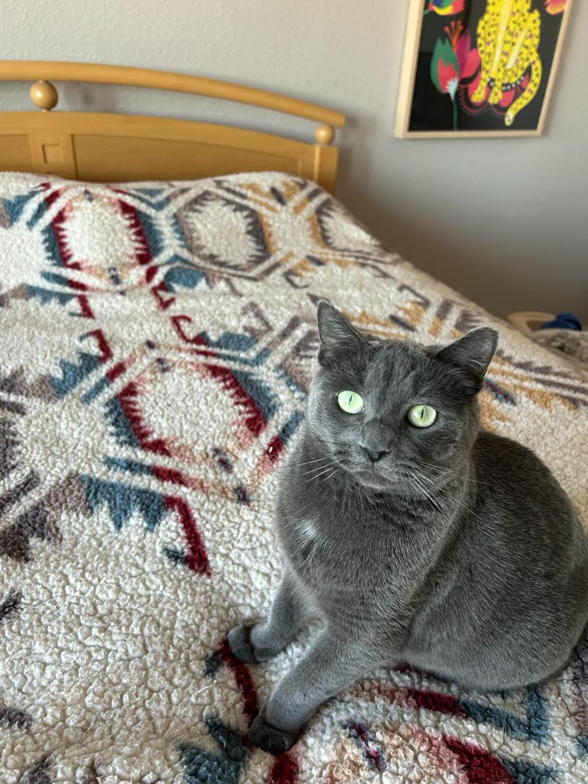 Enlarge Tasha, a Adoptable Domestic Short Hair in Scottsdale, AZ image 3/3