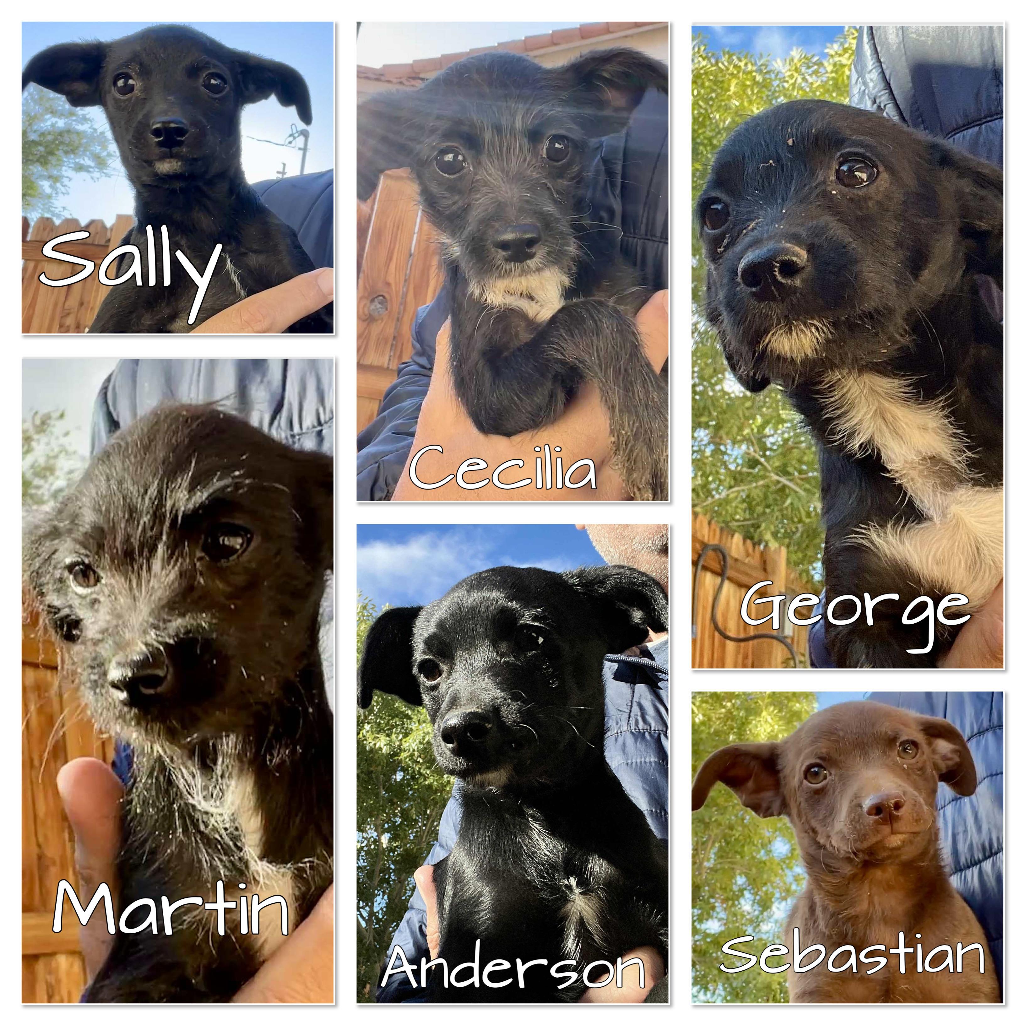 Enlarge Sally, George, Anderson, a Adoptable mixed breed in Seattle, WA image 2/2