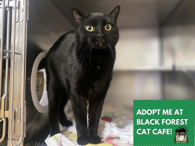 Enlarge ACE, a Adoptable Domestic Short Hair in Fort Wayne, IN image 1/1