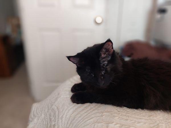 Bennett 4337, Adoptable, Young Male Domestic Medium Hair.