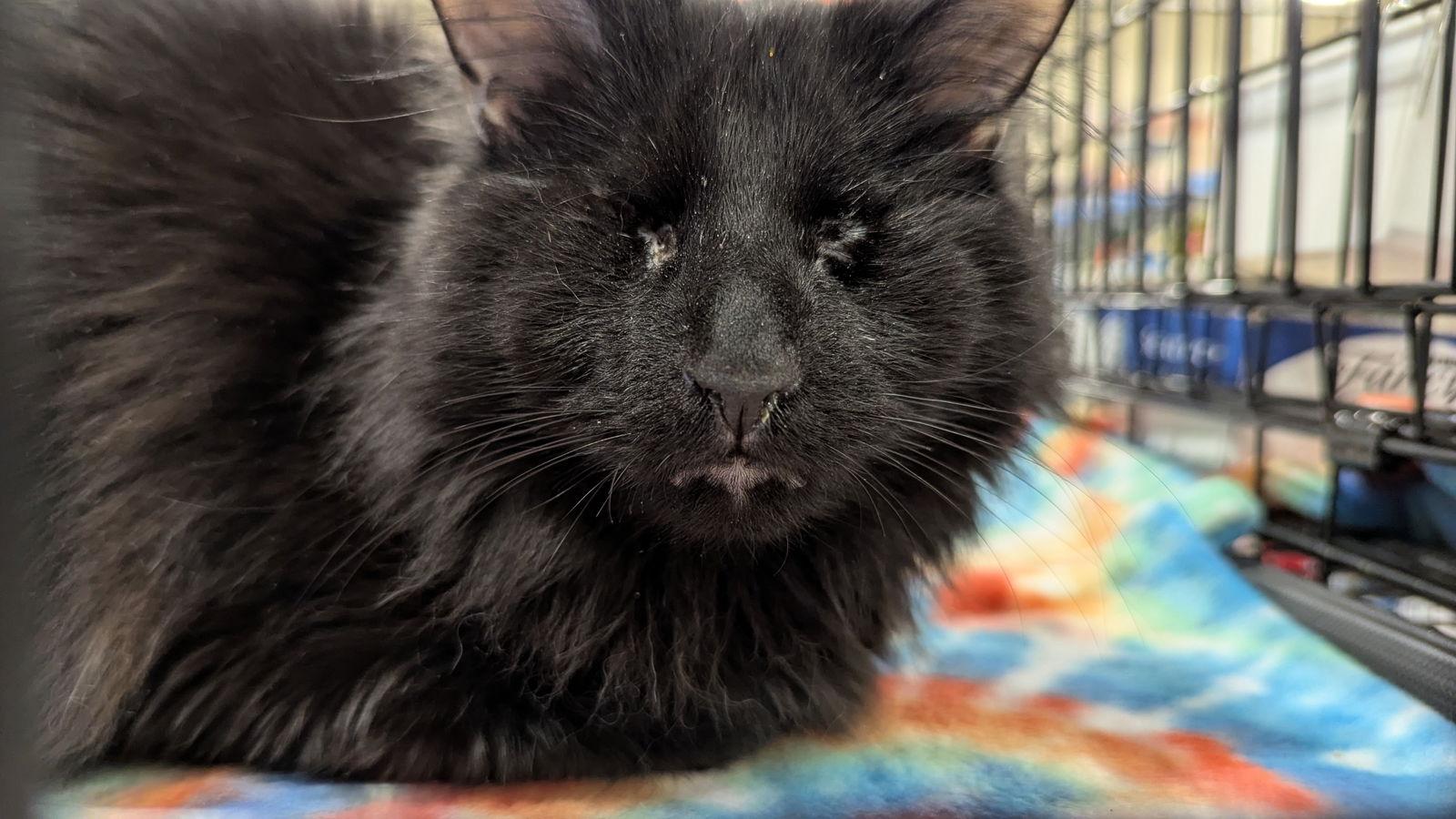 Enlarge Bennett 4337, a Adoptable Domestic Medium Hair in Locust Grove, VA image 2/3