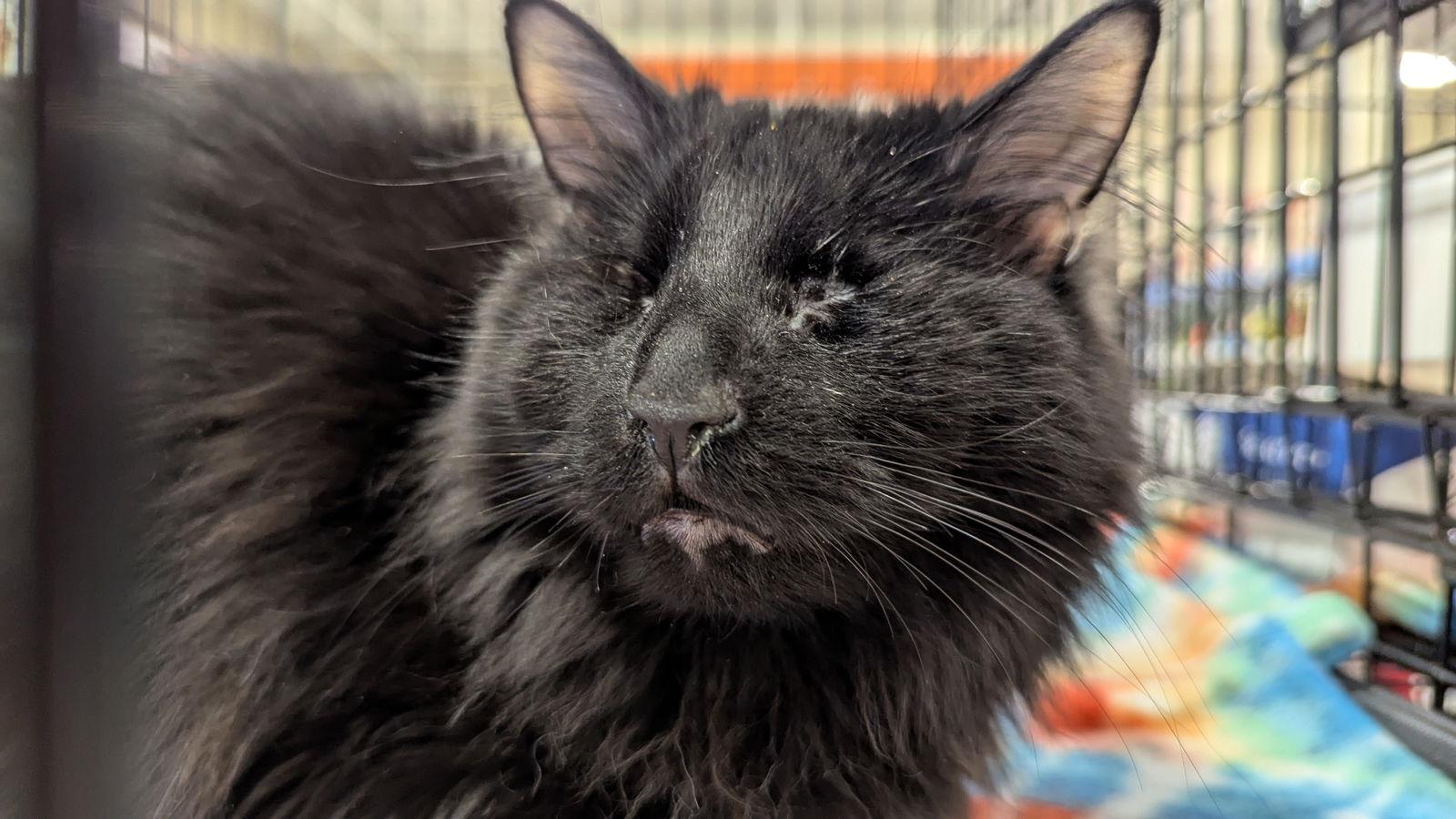 Enlarge Bennett 4337, a Adoptable Domestic Medium Hair in Locust Grove, VA image 3/3