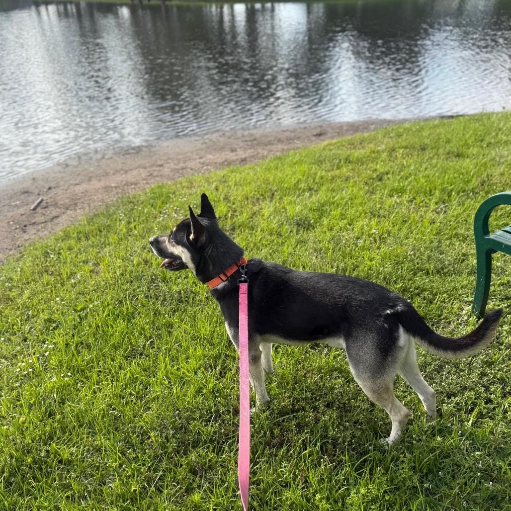 Enlarge Batman, a Adoptable Mixed Breed in West Palm Beach, FL image 2/5