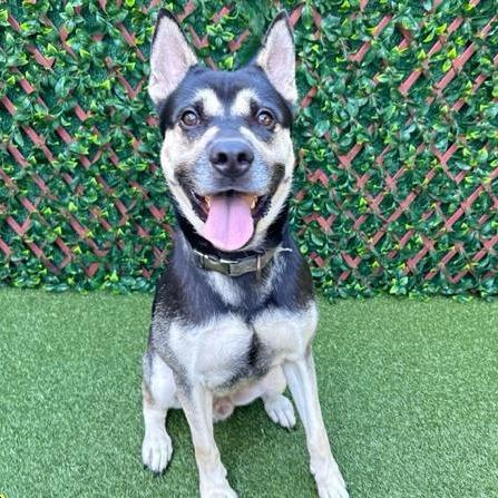 Enlarge Batman, a Adoptable Mixed Breed in West Palm Beach, FL image 3/5