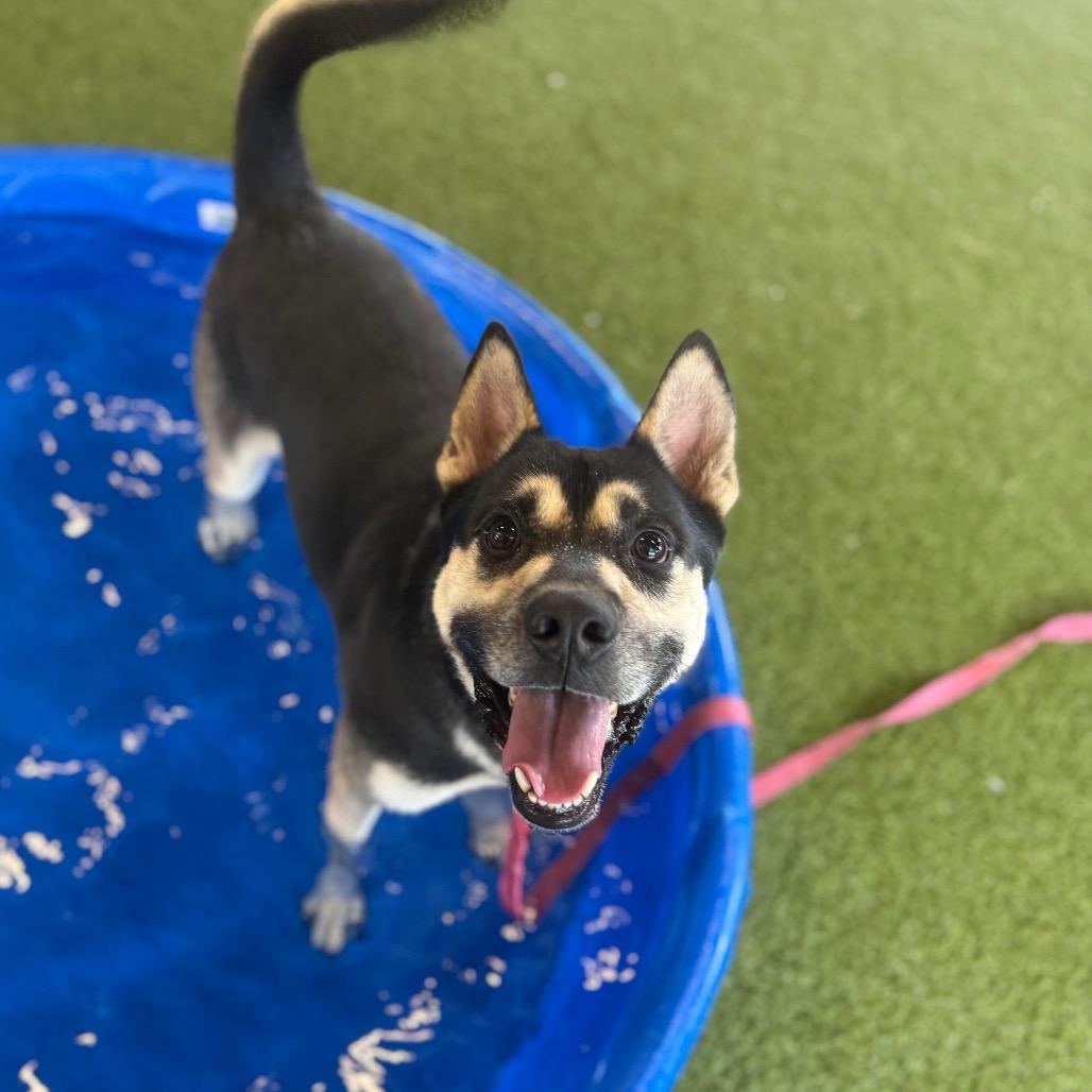 Enlarge Batman, a Adoptable Mixed Breed in West Palm Beach, FL image 4/5