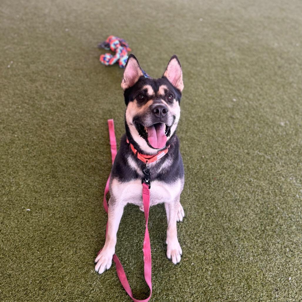 Enlarge Batman, a Adoptable Mixed Breed in West Palm Beach, FL image 5/5