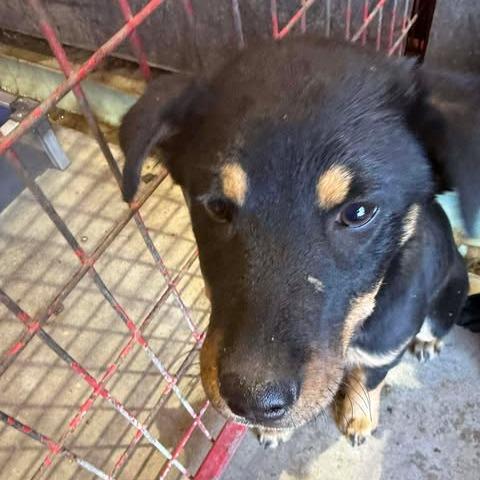 Abby, Adoptable, Puppy Female Labrador Retriever.