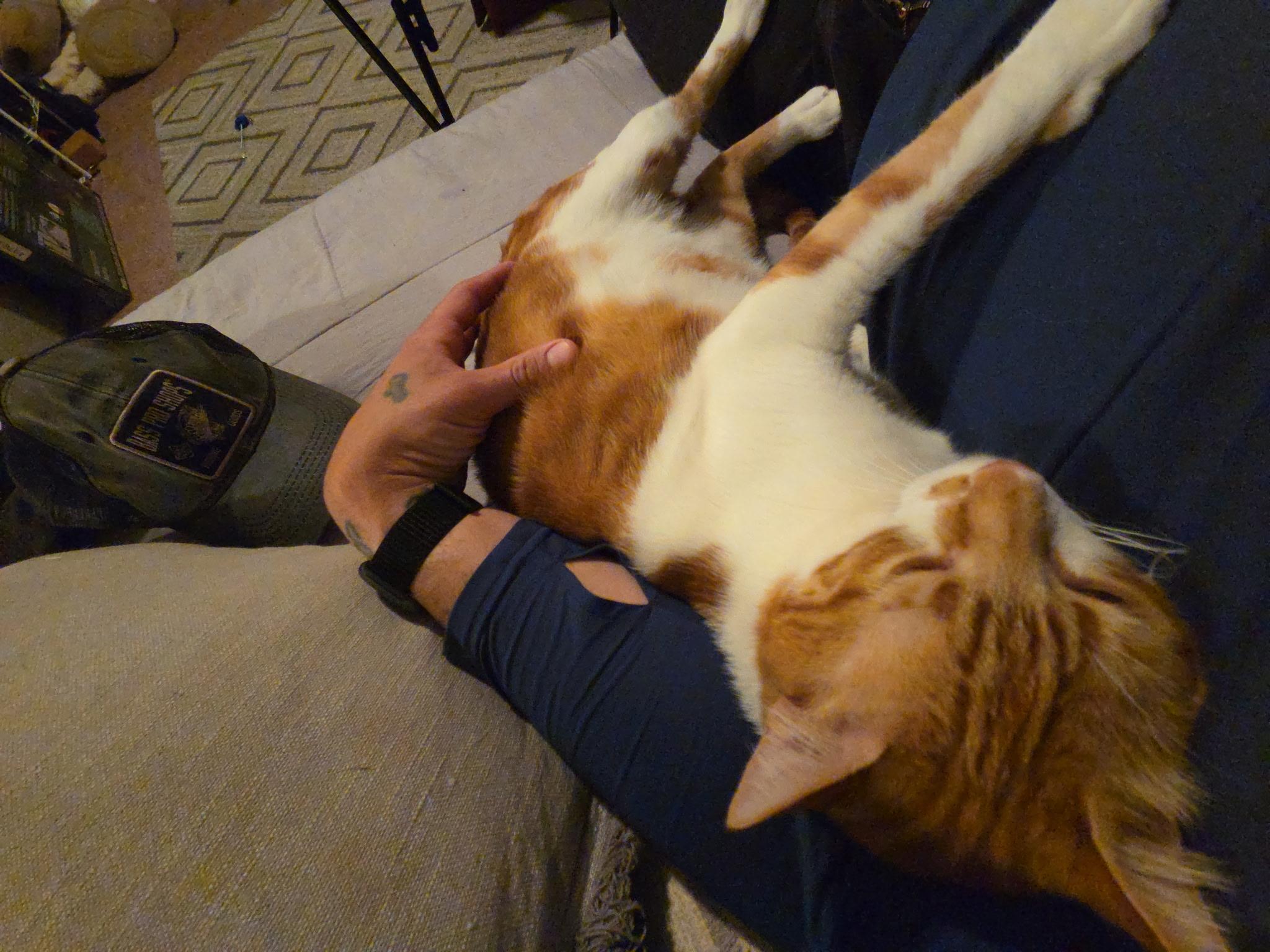 Buddy and Dodi (pronounced Dodi), a Adoptable Domestic Short Hair in Philadelphia, PA image 6/6