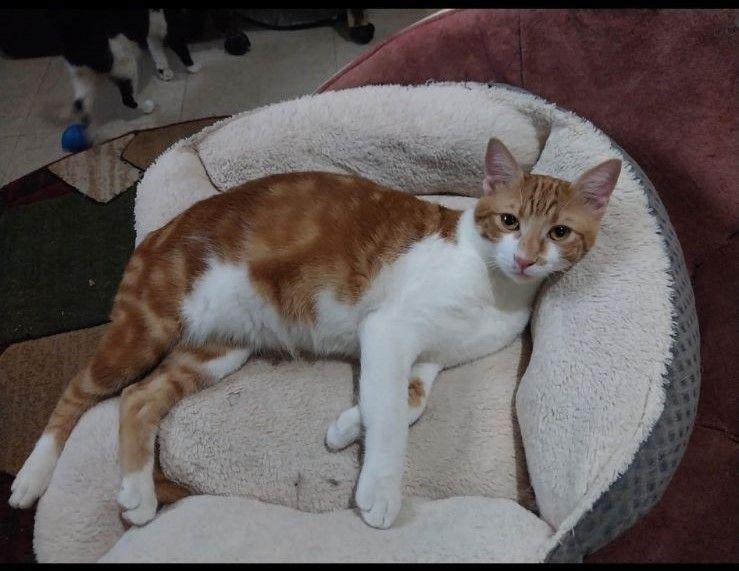 Buddy and Dodi (pronounced Dodi), a Adoptable Domestic Short Hair in Philadelphia, PA image 2/6