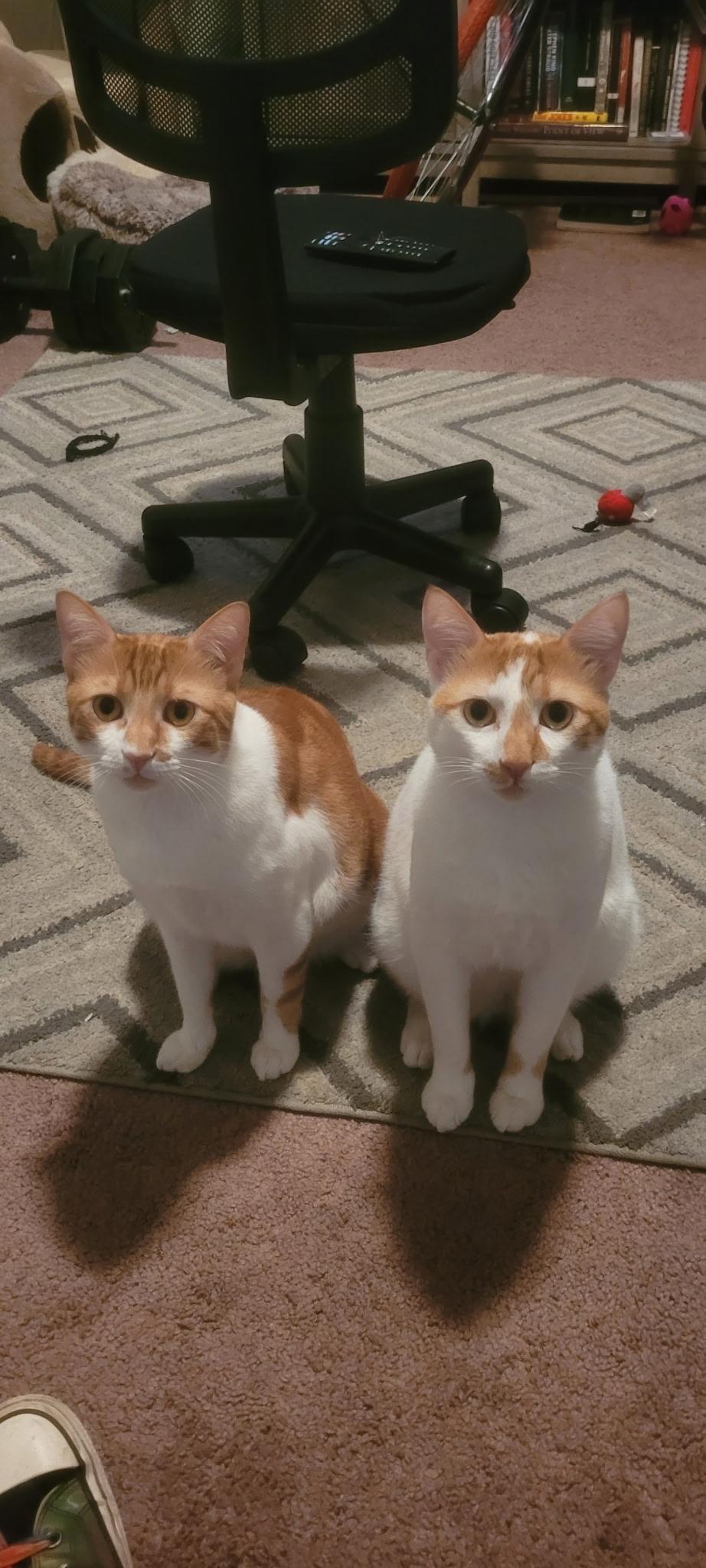 Buddy and Dodi (pronounced Dodi), Adoptable, Adult Male Domestic Short Hair.