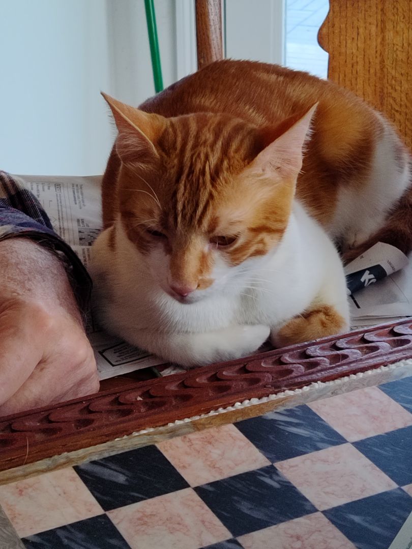 Buddy and Dodi (pronounced Dodi), a Adoptable Domestic Short Hair in Philadelphia, PA image 3/6