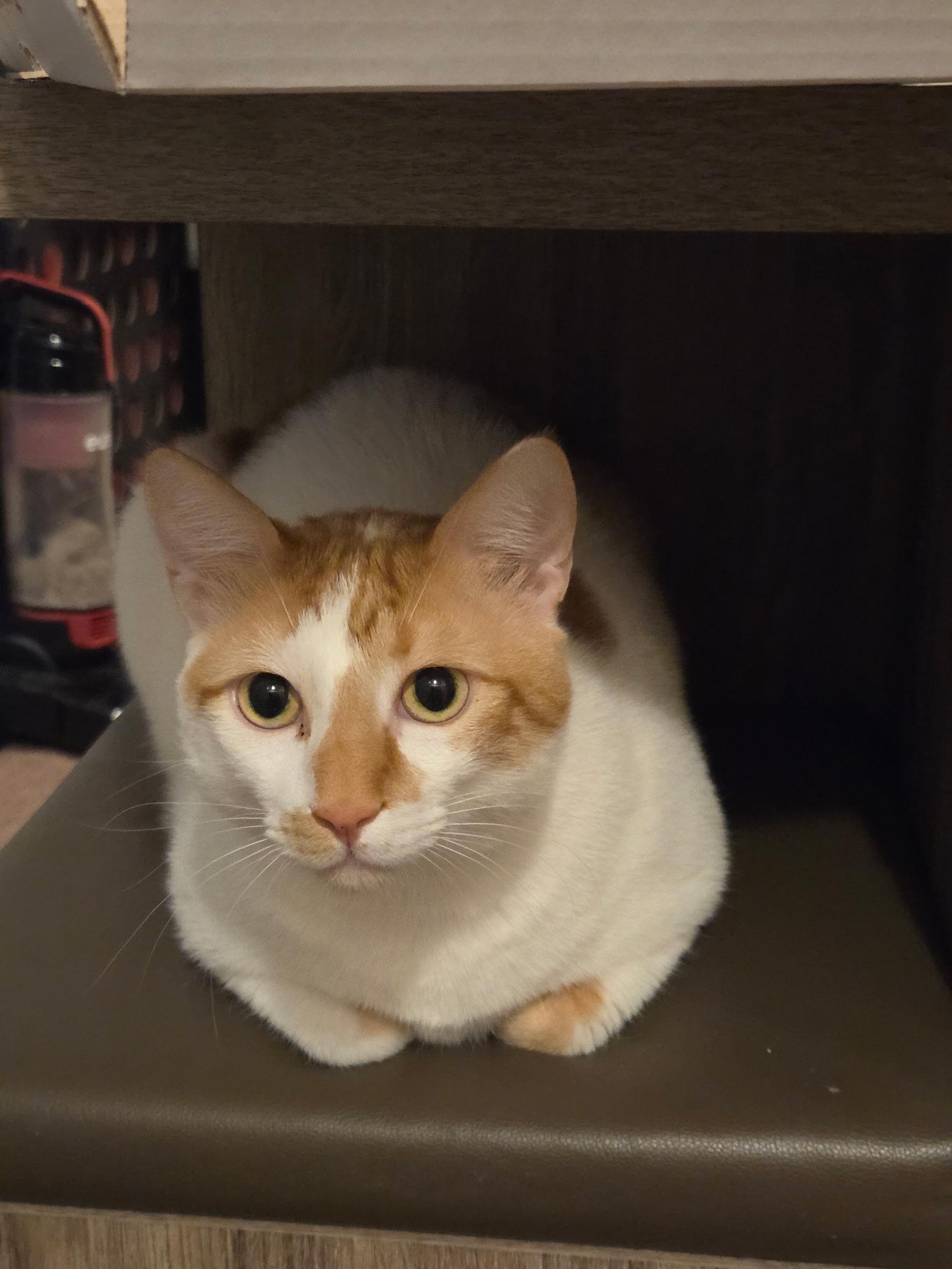 Buddy and Dodi (pronounced Dodi), a Adoptable Domestic Short Hair in Philadelphia, PA image 5/6