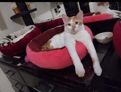 Buddy and Dodi (pronounced Dodi), a Adoptable Domestic Short Hair in Philadelphia, PA image 4/6