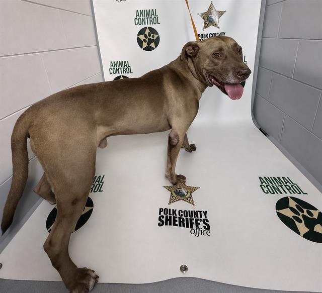 RIGGS, Adoptable, Adult Male American Bulldog & Mixed Breed.