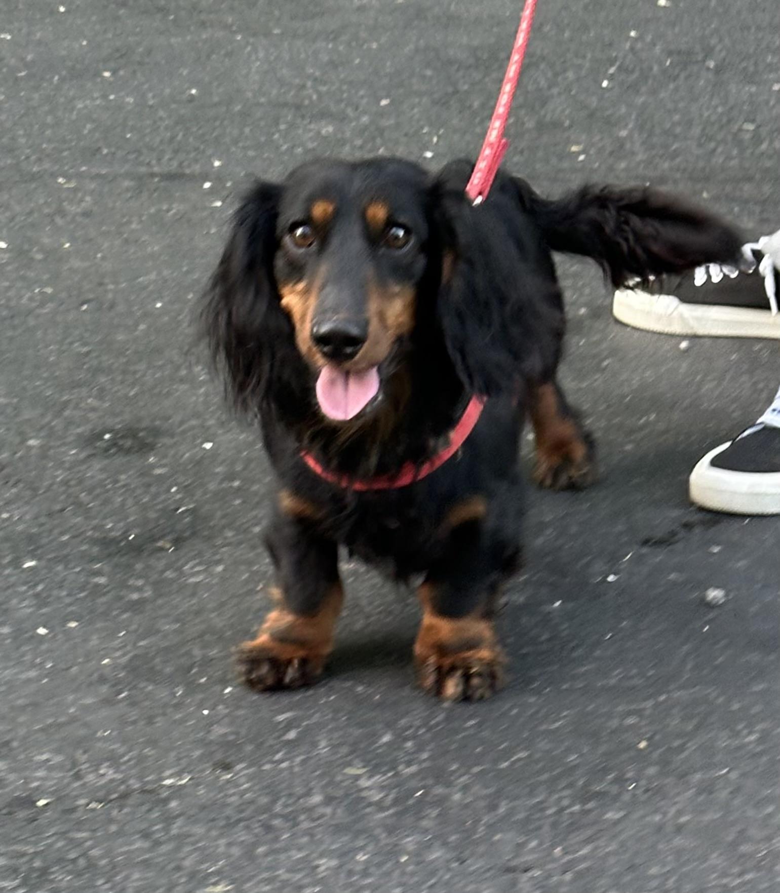 Enlarge Louie - OHIO ONLY, a ADOPTABLE Dachshund in Lebanon, OH image 2/2