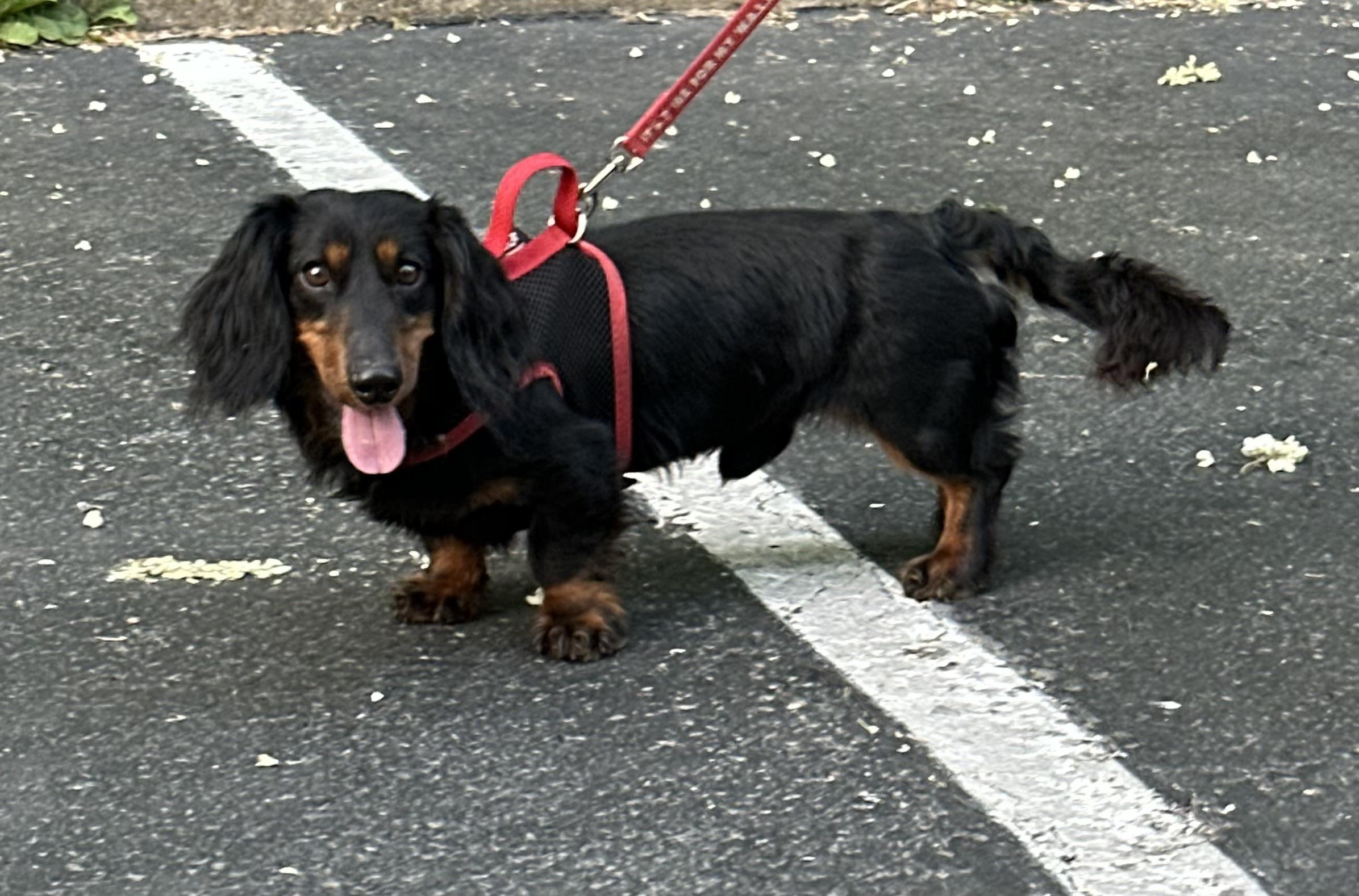 Enlarge Louie - OHIO ONLY, a ADOPTABLE Dachshund in Lebanon, OH image 1/2
