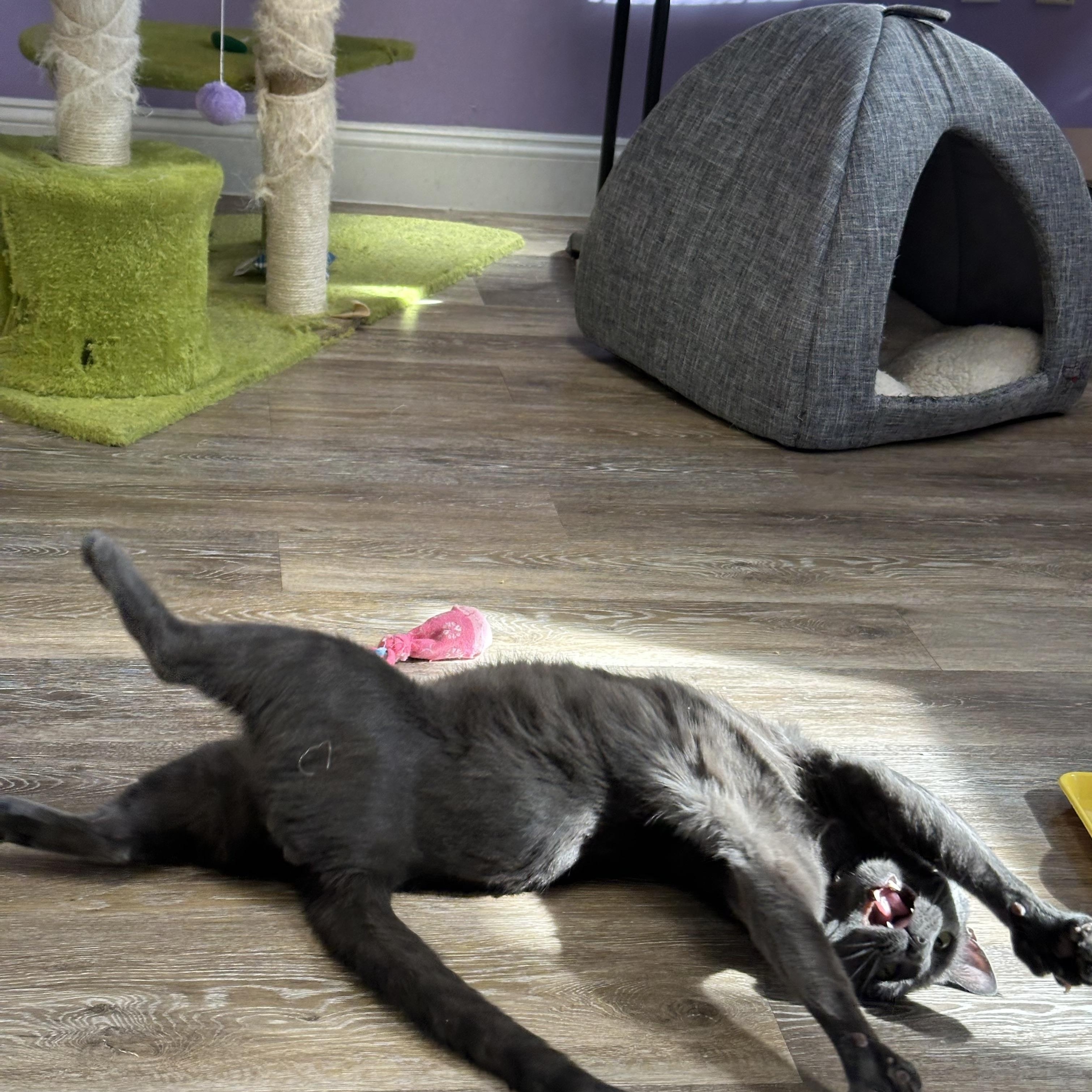 Russell, Adoptable, Adult Male Russian Blue.