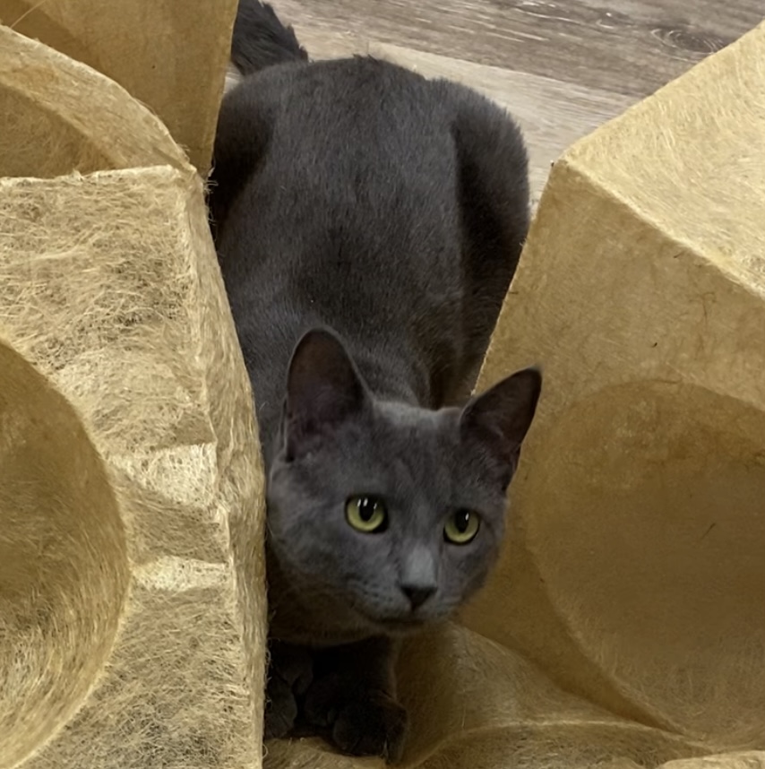 Enlarge Russell, a Adoptable mixed breed in New Canaan, CT image 2/4