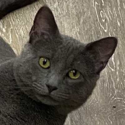 Enlarge Russell, a Adoptable mixed breed in New Canaan, CT image 4/4