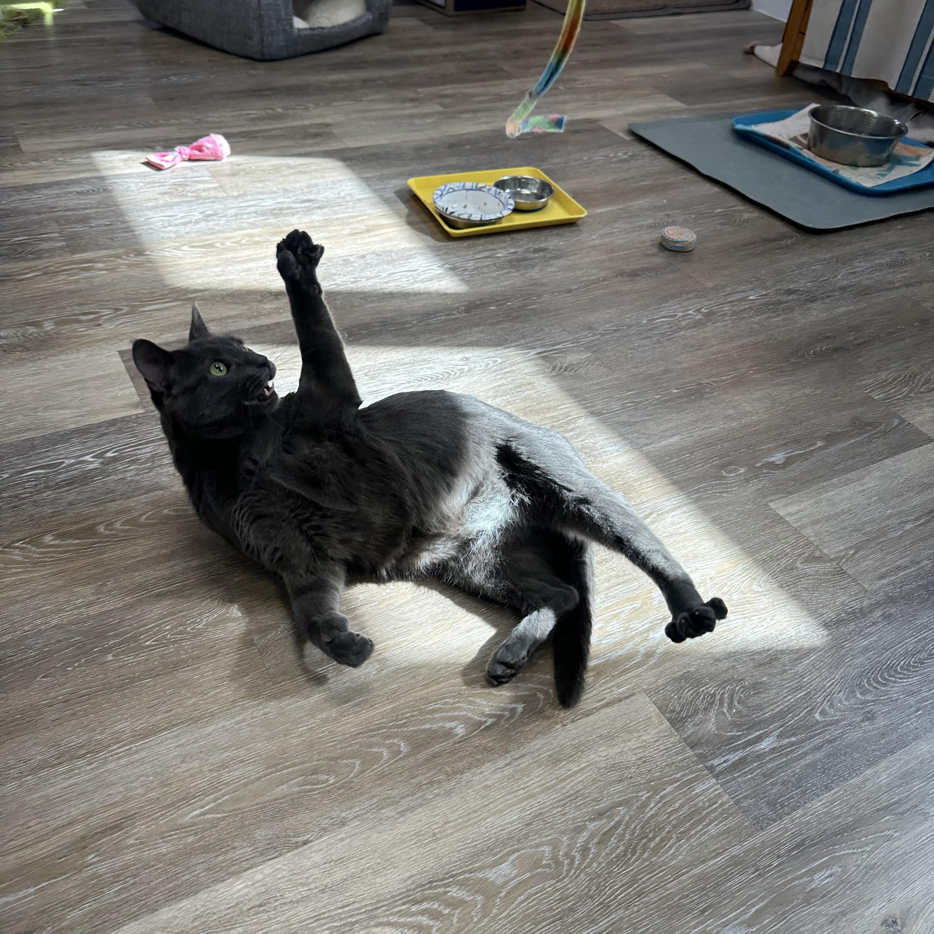 Russell, Adoptable, Adult Male Russian Blue.