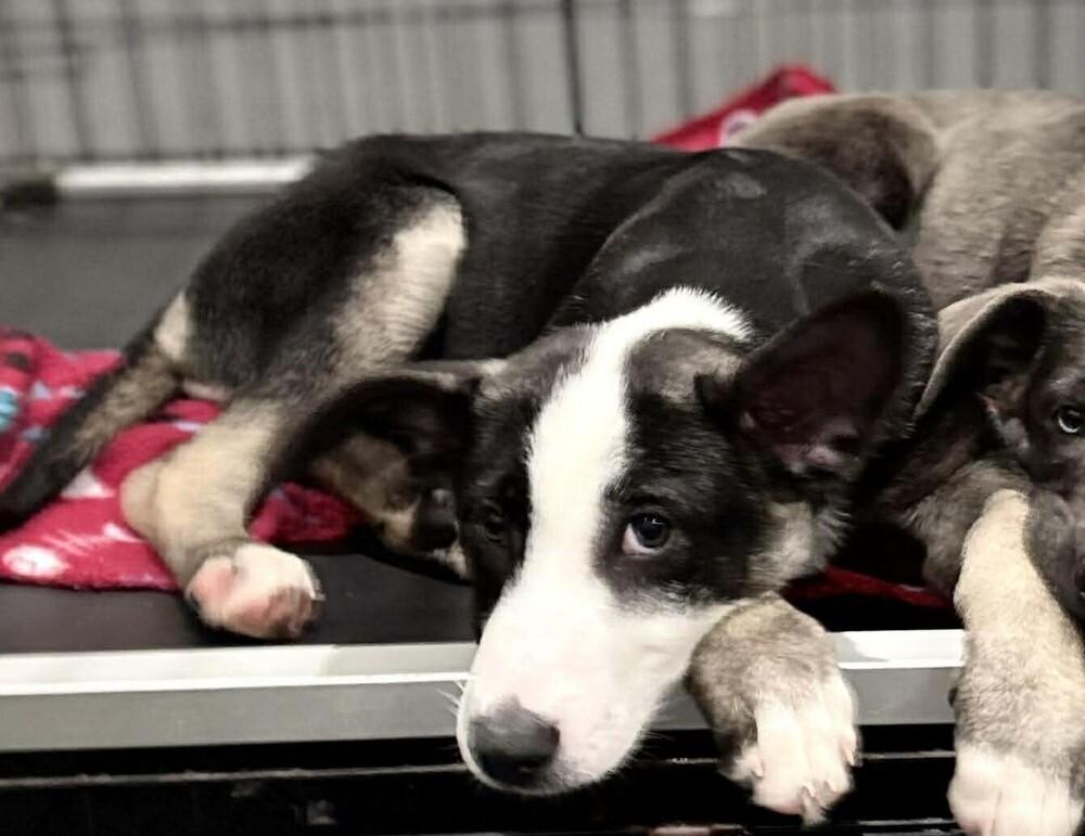 .Angelica located in NC