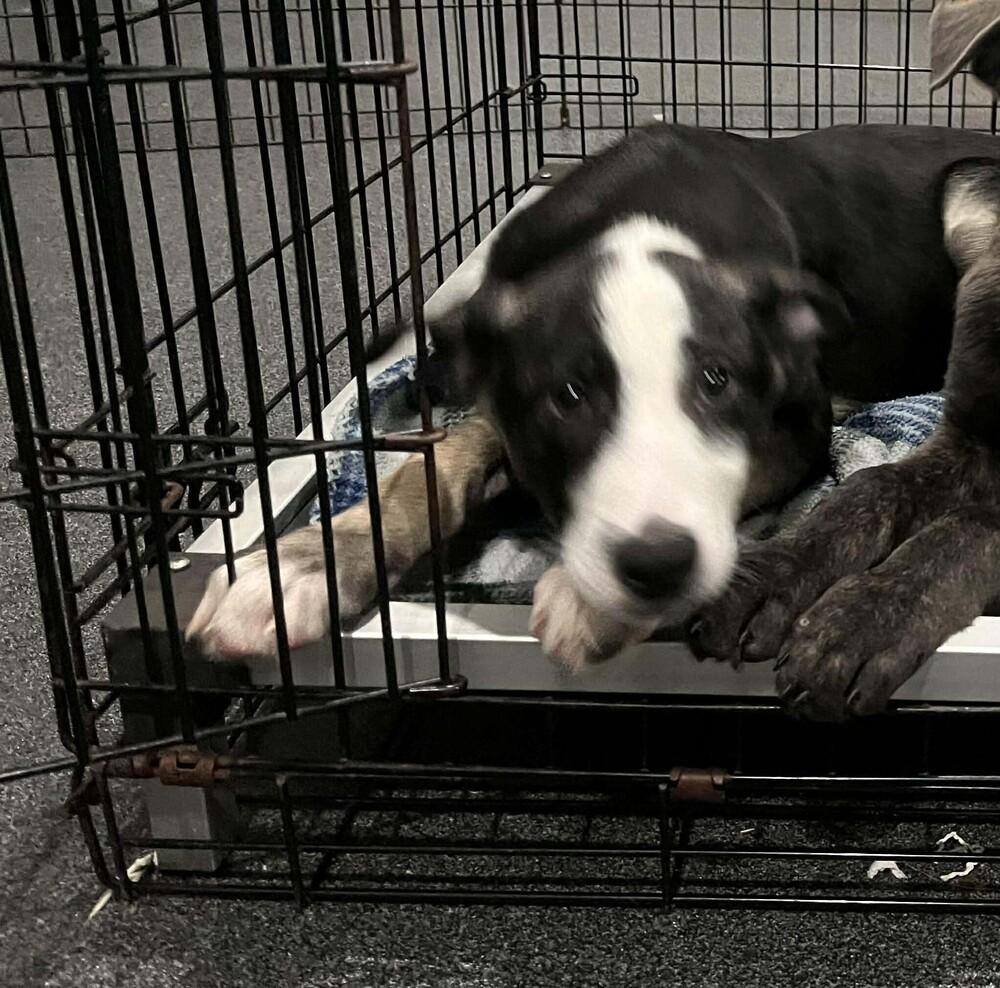 .Angelica located in NC — thumbnail 2